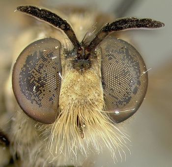 Media type: image;   Entomology 27048 Aspect: head frontal view